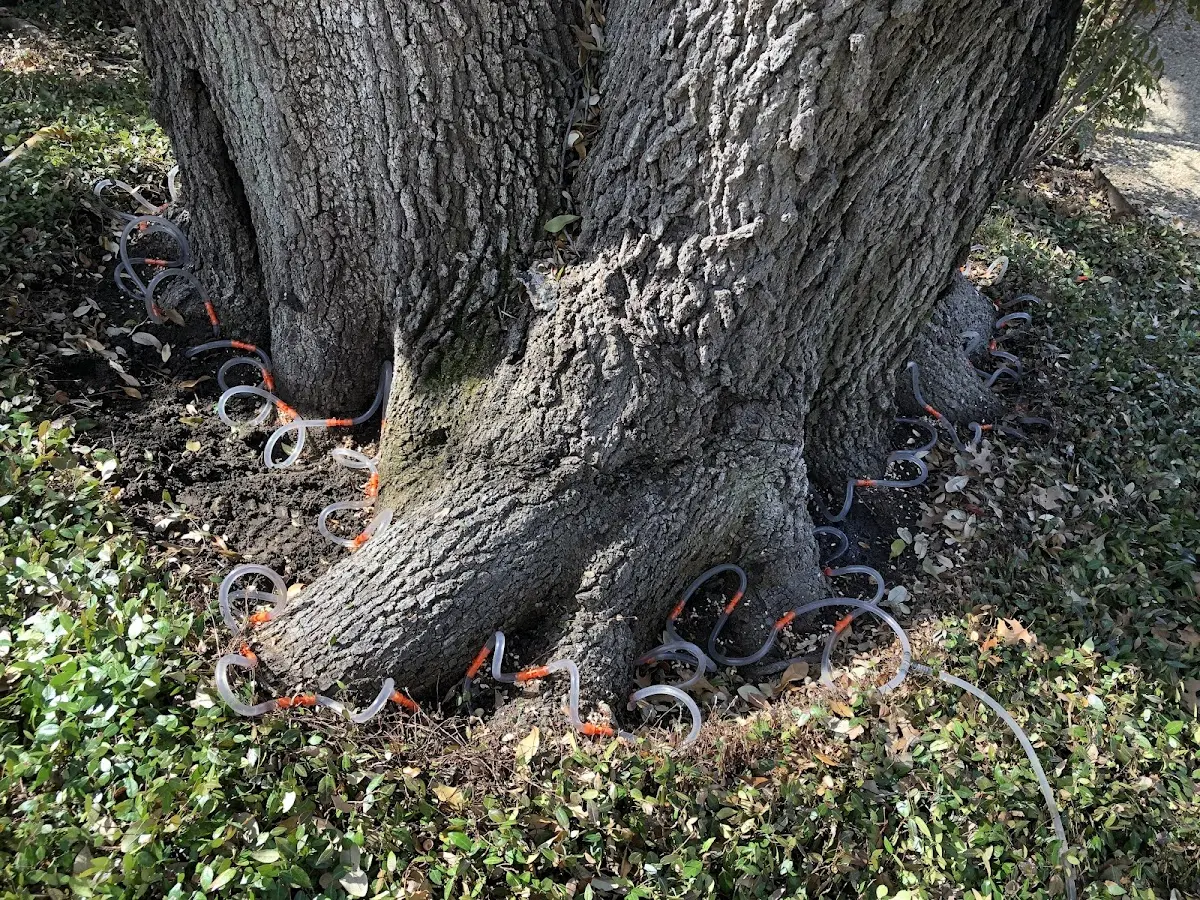 Detailed Tree Cabling and Bracing job site in Hampton