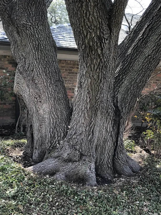 Mature heritage tree close to a Hampton property cared for by certified arborists